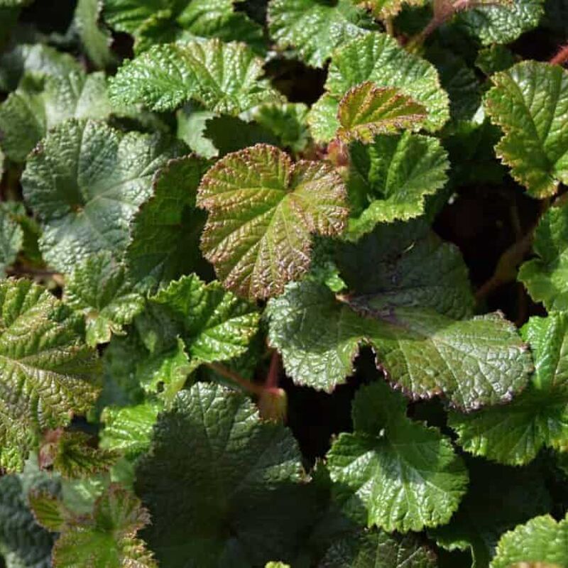 Rubus 'Betty Ashburner' ---